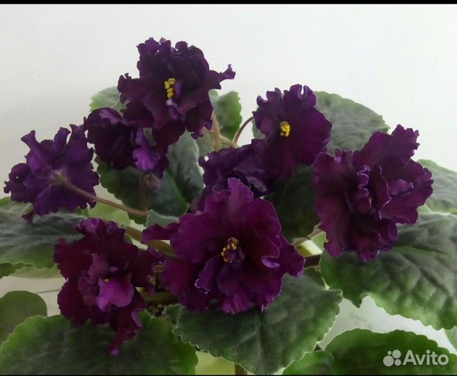 Фиалка лист