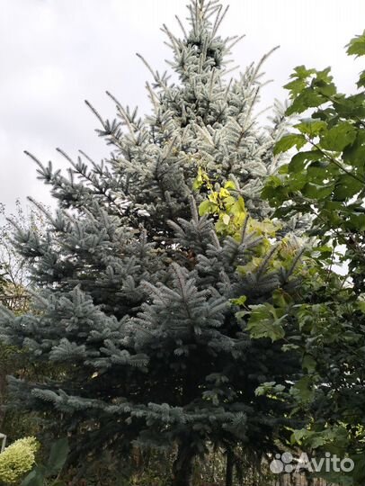 Елка к новому году