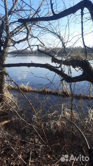 Утки чубарые подсадные для охоты