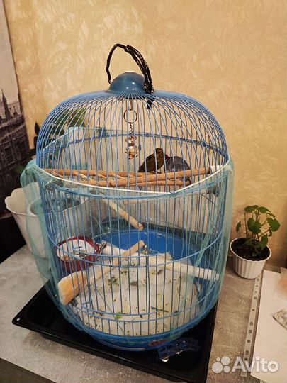Певчий кенор с клеткой