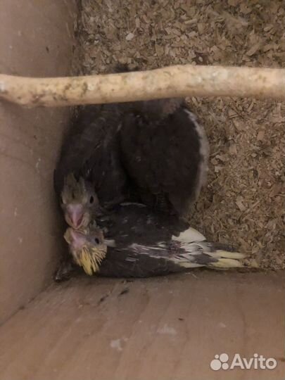 Птенчики корелла