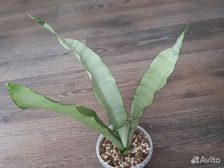 Сансевиерия муншайн