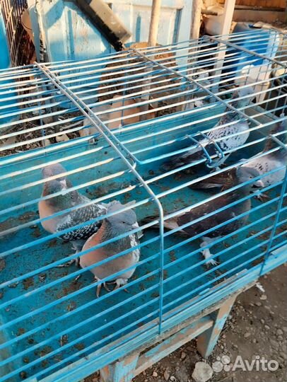 Голубки такла