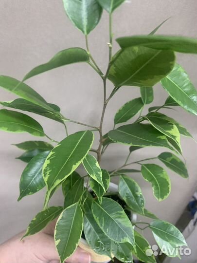 Фикус бенджамина