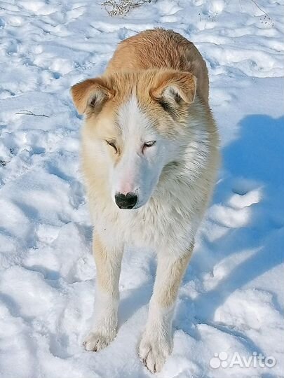 Собака в добрые руки