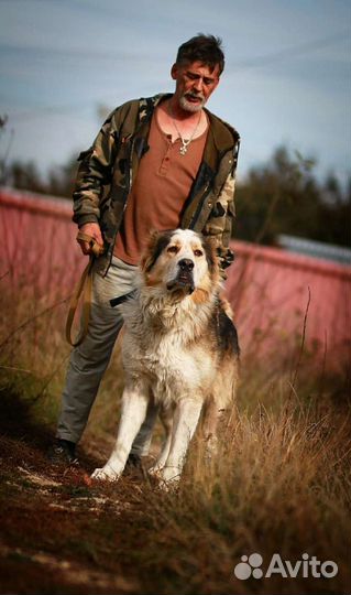 Алабай в дар