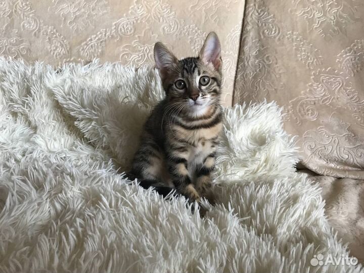 Бенгальский котенок девочка