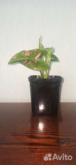 Сингониум Пинк Сплеш (S. Pink Splash)