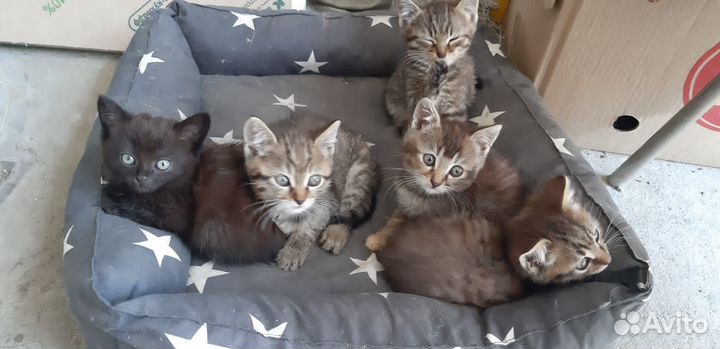 Котята в добрые руки даром