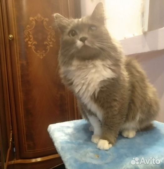 Передержка домашняя Адлер