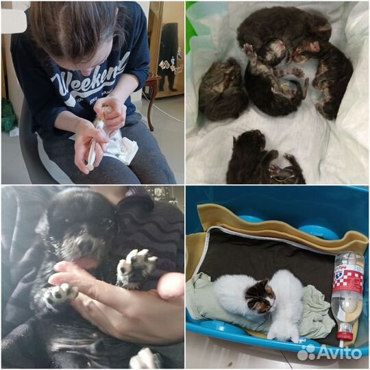 Передержка собак и кошек