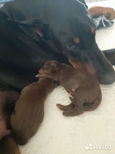 Щенки добермана