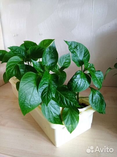 Рассада болгарского перца