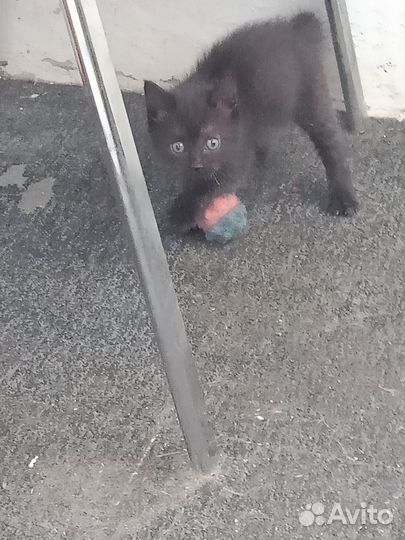 Котенок в дар бесплатно