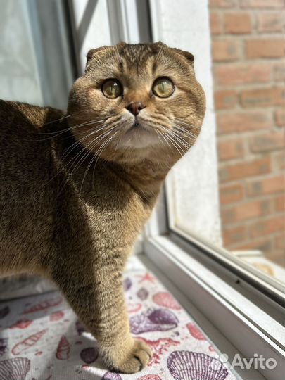 Шотландская кошка вязка