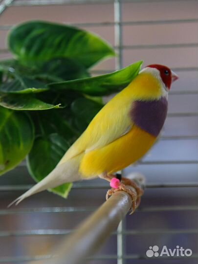 Амадины гульда