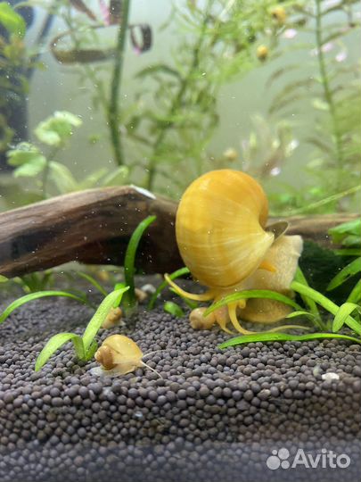 Улитка ампулярия