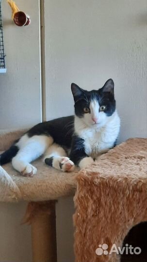 Котята 5 мес