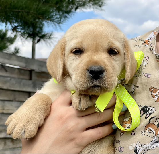 Щенки лабрадора РКФ