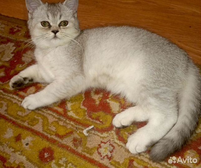 Котята Шотландские