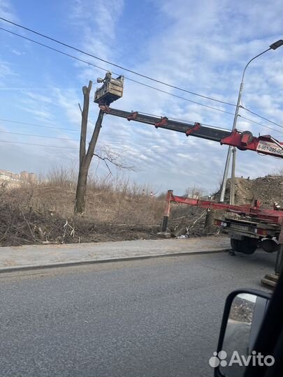 Спил деревьев