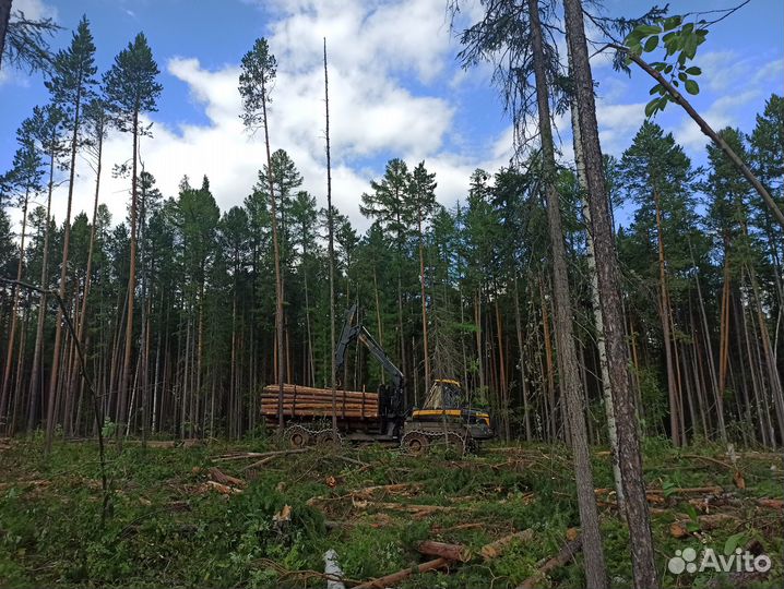 Мастер лесозаготовительного участка Вахта 15/15