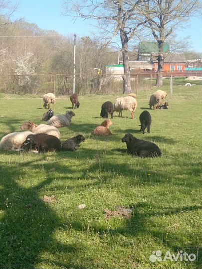 Овцы бараны