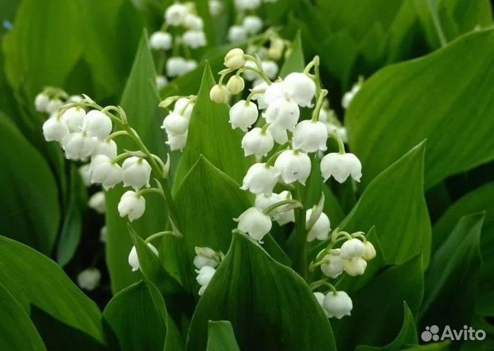 Растения для сада