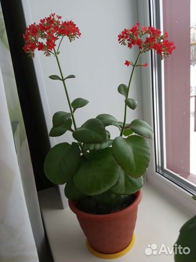 Дефенбахия и другие комнатные цветы