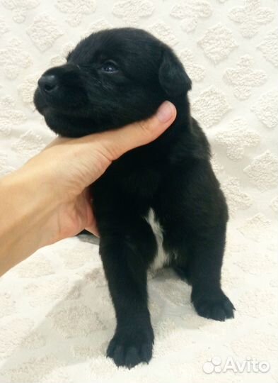 Очень красивые щенки