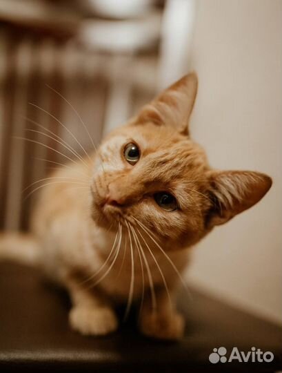 Котик в добрые руки