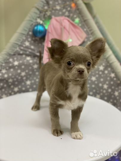 Щенки чихуахуа