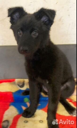 Очаровательная Тесса ищет любящий дом