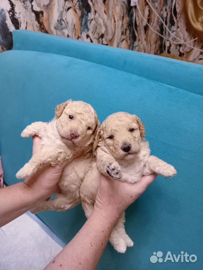 Той-пудель девочка