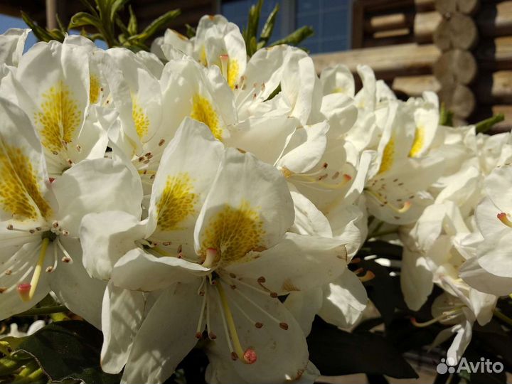 Рододендроны, азалии. Наличие и предзаказ 2023