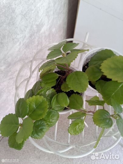 Плектрантус или Скандинавский плющ