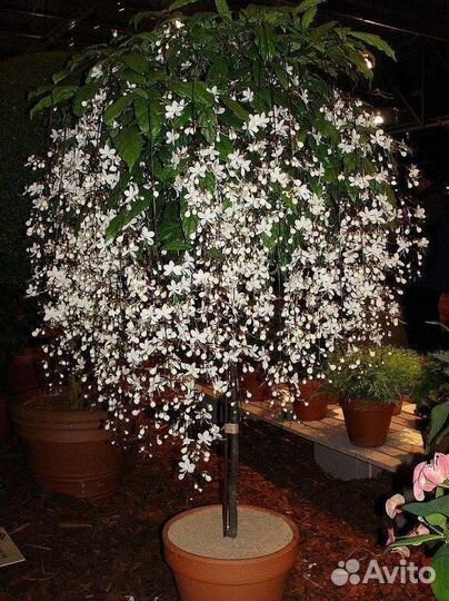 Комнатные растения (укорененные черенки)