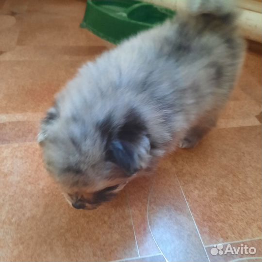 Собаки щенки шпиц