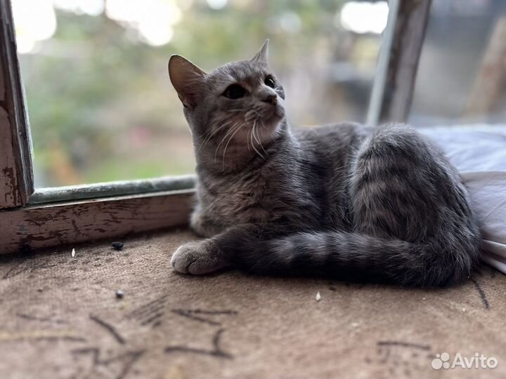 Кот в добрые руки