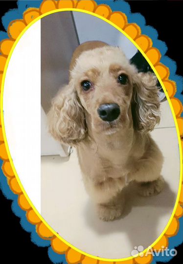 Маленькая прелесть салон стрижка собак и кошек