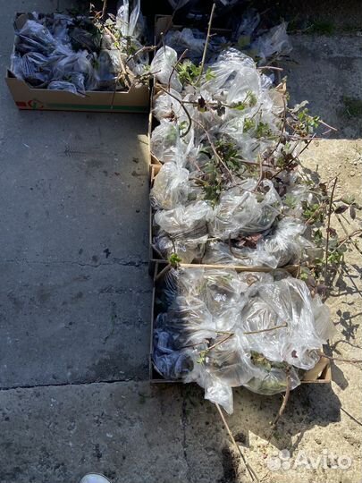 Саженцы ежевики