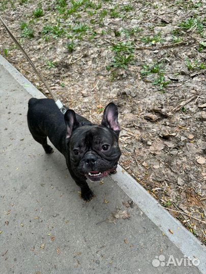 Вязка собак французский бульдог