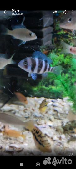 Аквариумные рыбки, Цихлиды, мультик,еллоу,фронтоза