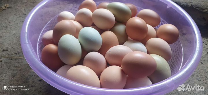 Домашние куриные яйца