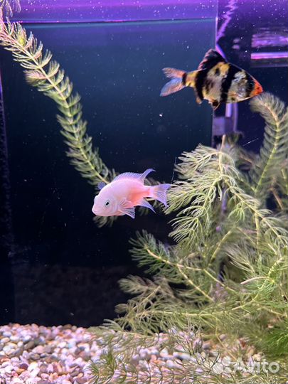 Аквариумные рыбки