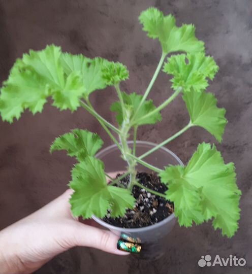 Пеларгония 