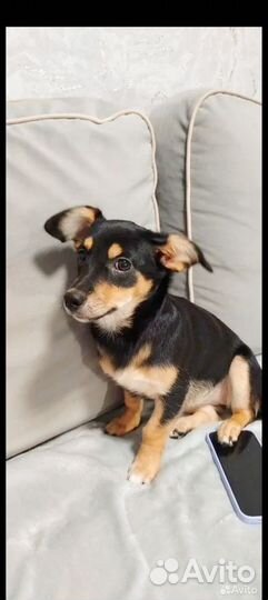 Собака в добрые руки отдам бесплатно