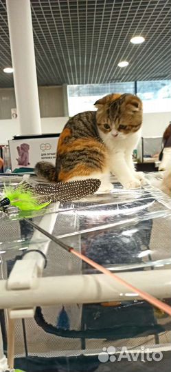 Шотландские вислоухие котята