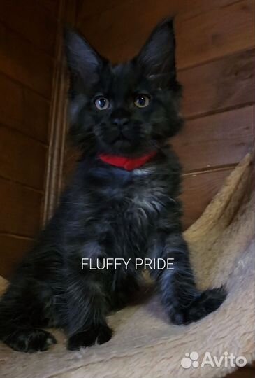 Мейн-кун котята. Питомник fluffypride