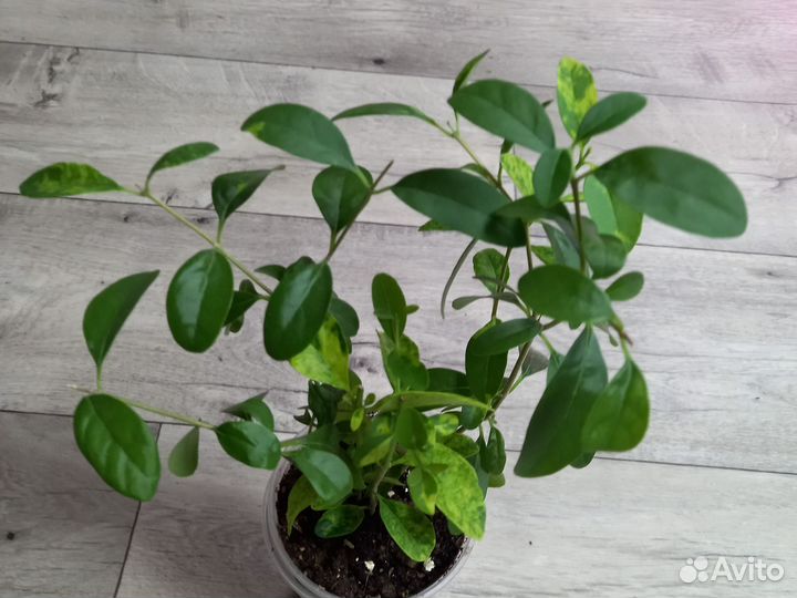 Комнатные цветы